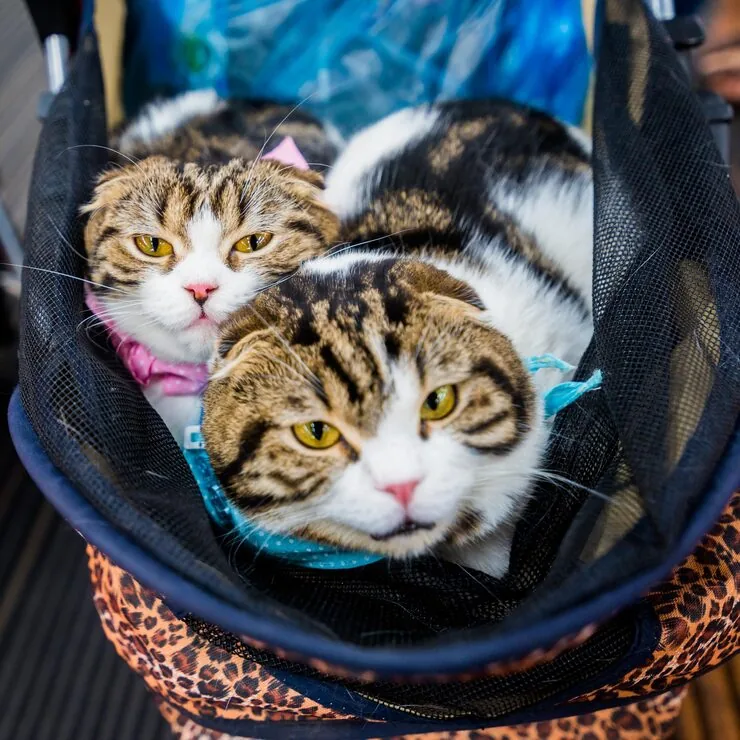 Cross-Border Exotic Mammal Relocation Into Canada