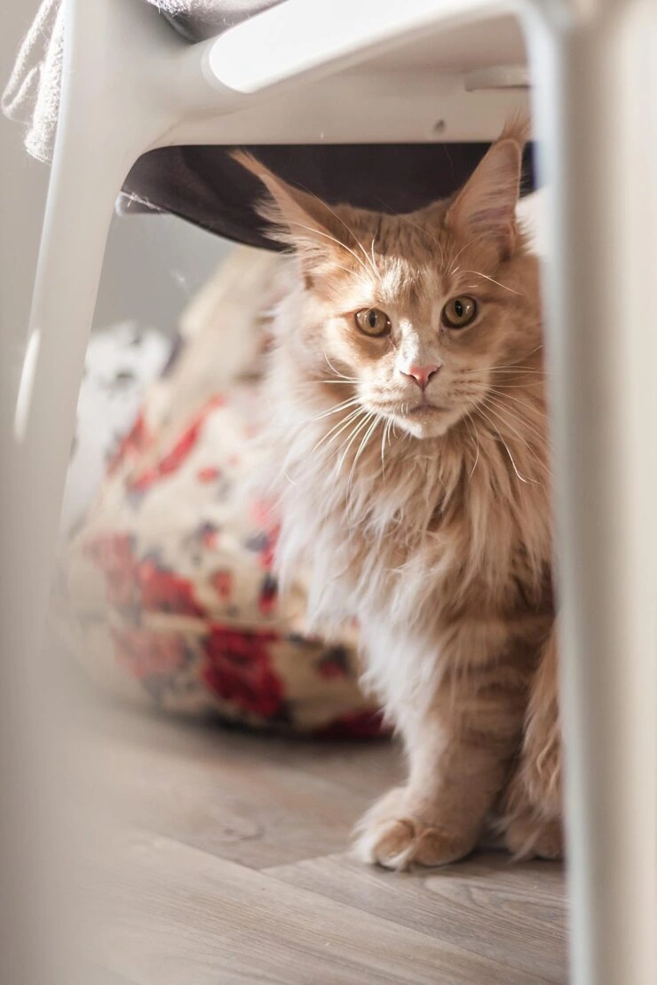 Border Clearance and Canadian Entry Support