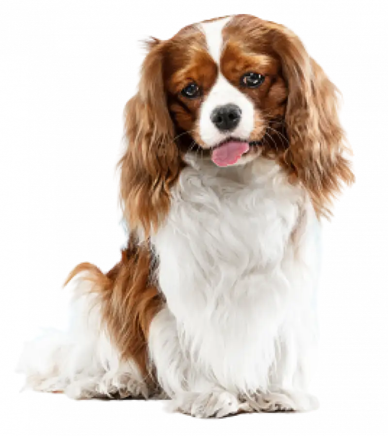 Brown and white cavalier spaniel sitting with tongue out against black background