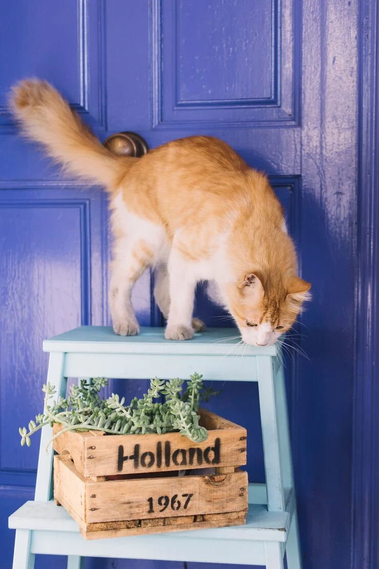 Cat Relocation Services From Canada to Sweden