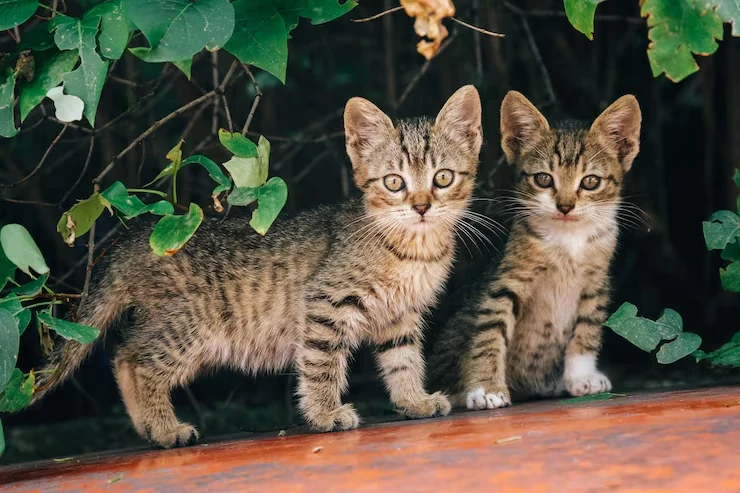 Cat Relocation Services From Canada to Germany