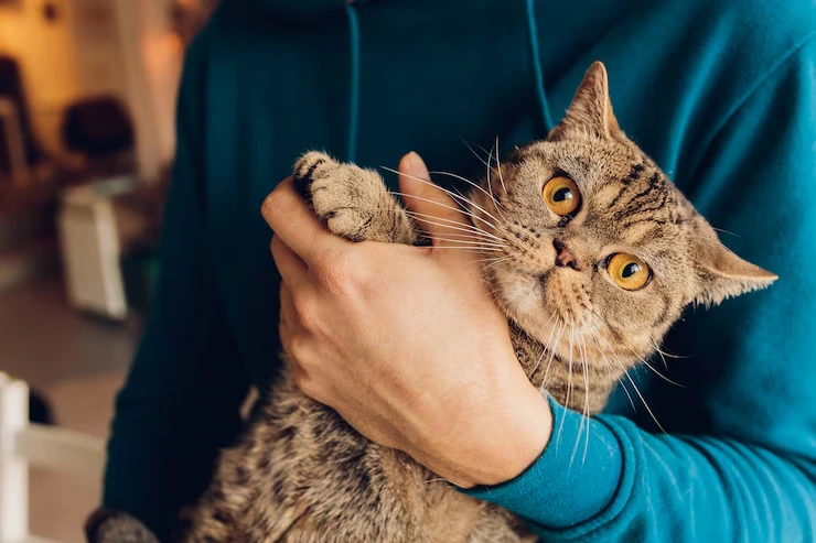 Cat Relocation Services From Canada to Ireland