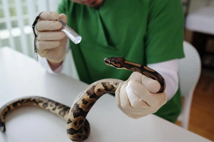 Commercial Property Snake Relocation