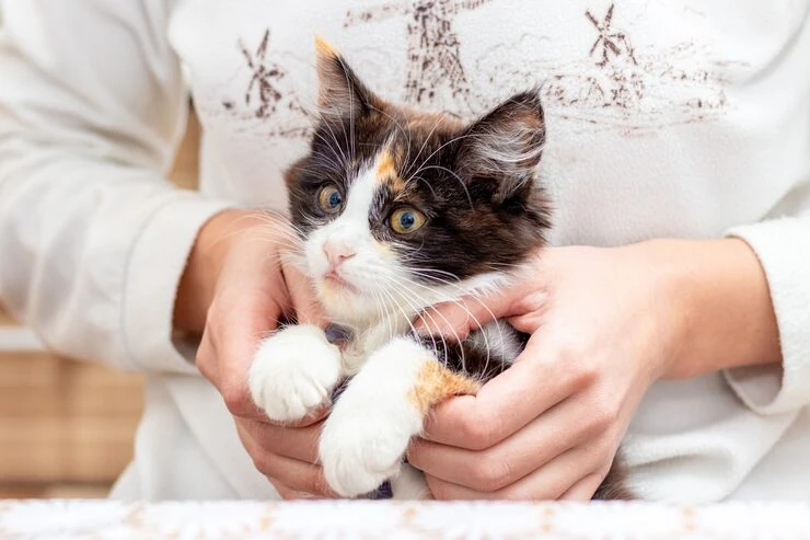 Contingency Handling and Issue Resolution