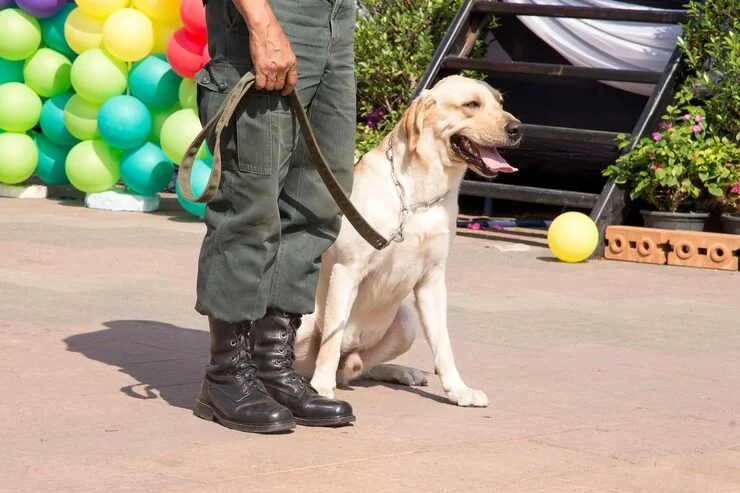 Customs and Border Clearance in Portugal
