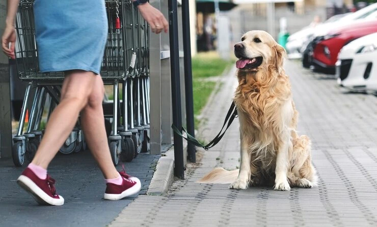 Dog Relocation Services From Canada to Denmark