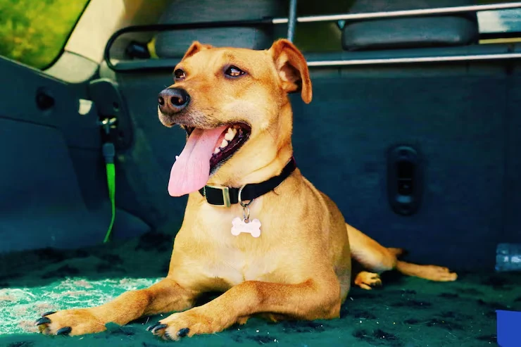 Dog Relocation Services From Canada to Hungary