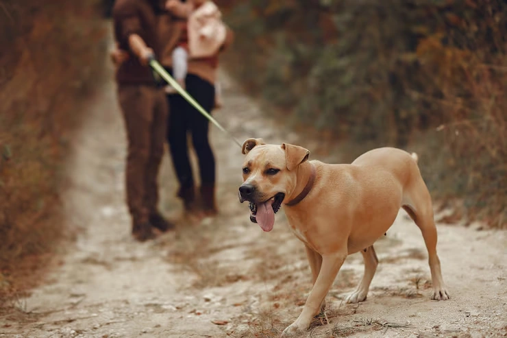 Dog Relocation Services From Canada to Iceland 