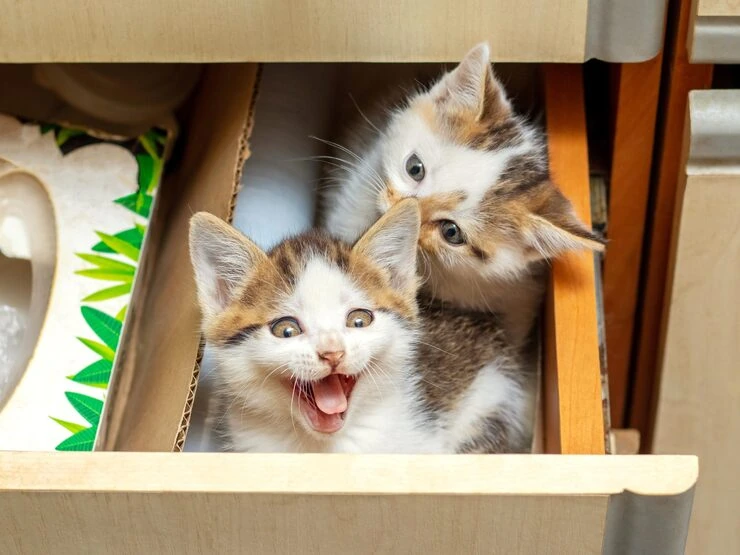 Exotic Pet Relocation Services