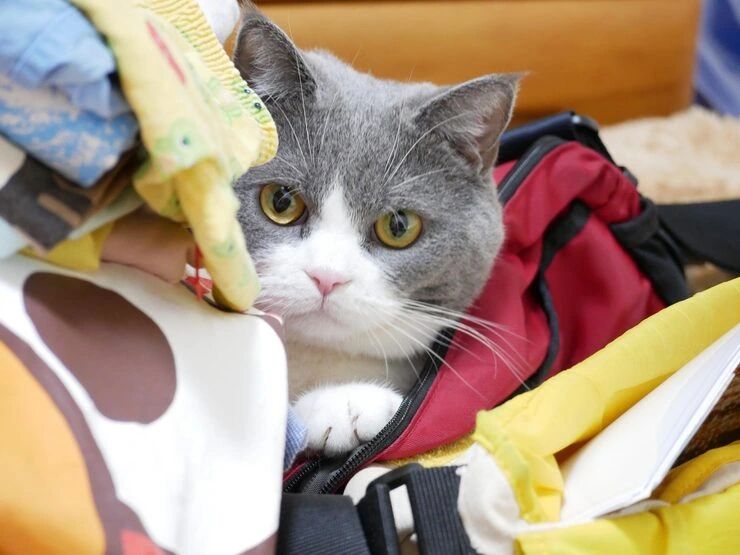 Exotic Pet Relocation Services