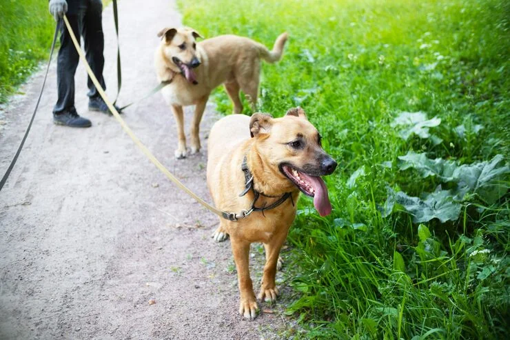 Flight Planning and Airline Coordination