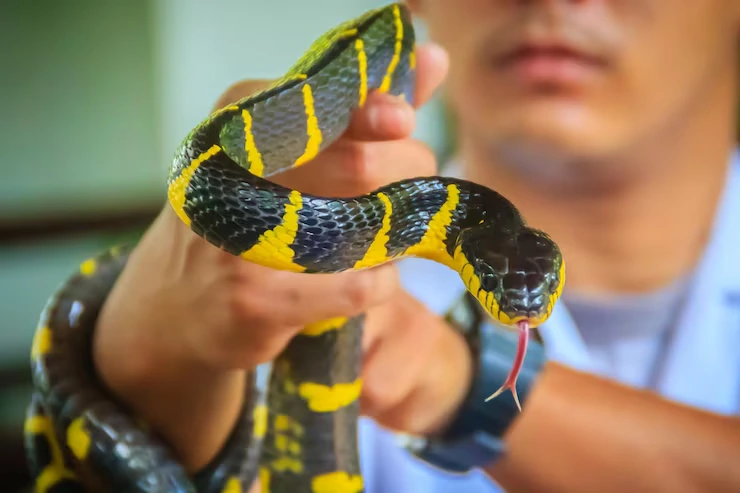 Snake Relocation Services 