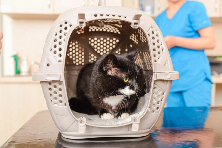 International Cat Relocation to Canada (3)