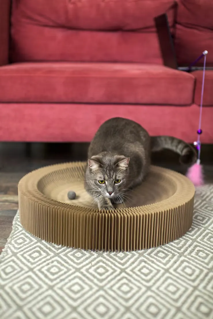 Pre-Relocation Planning and Risk Assessment