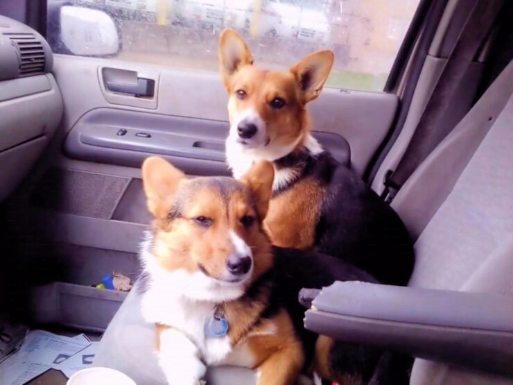 Veterinary Coordination and Pre-Travel Preparation