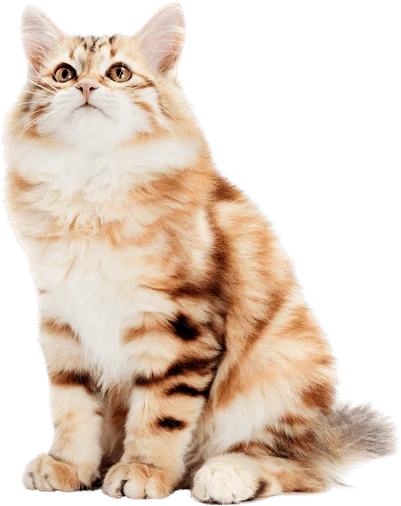 Orange and white tabby cat sitting upright against black background