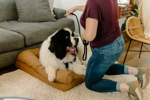 Breed-Specific Risk Assessment