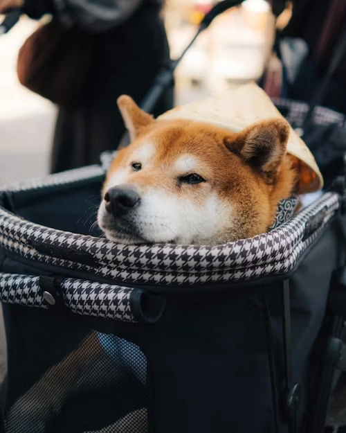 Breed and Special Case Management