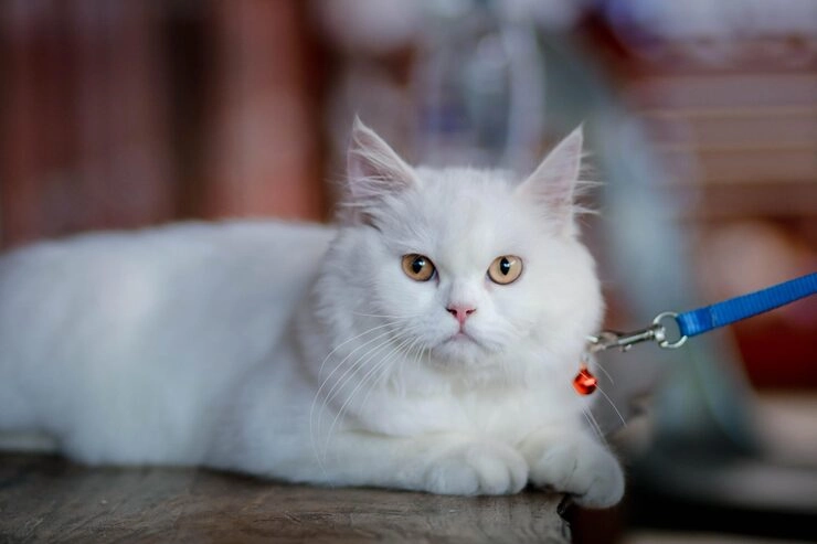 Cat Relocation Services From Canada to the Czech Republic