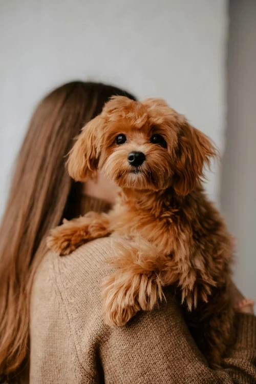 Corporate Mobility Support and HR Coordination