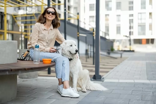 Corporate Pet Relocation Services From Canada to France