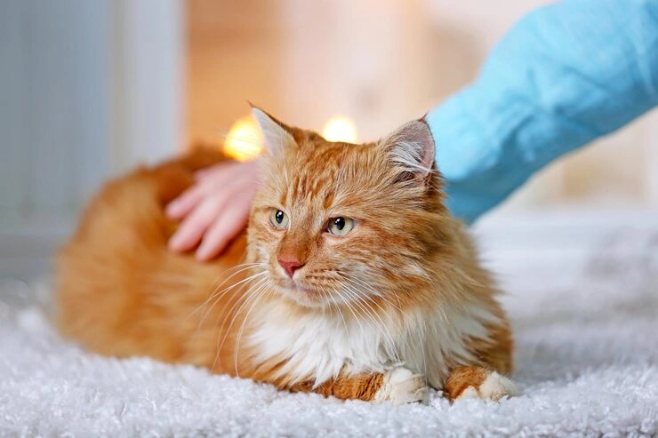 Door-to-Door Cat Relocation Service​