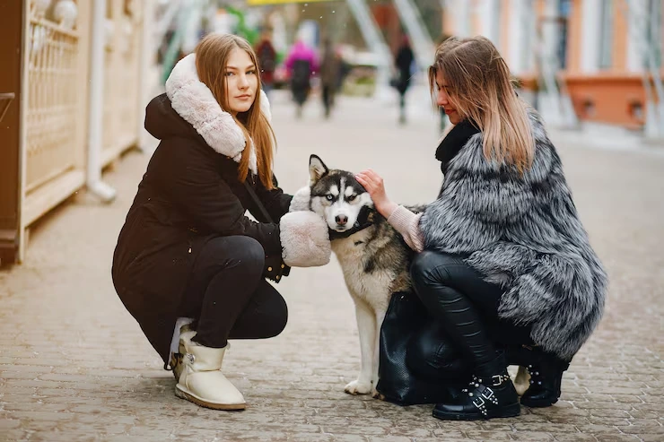 Door to Door Pet Relocation Services From Canada to Serbia