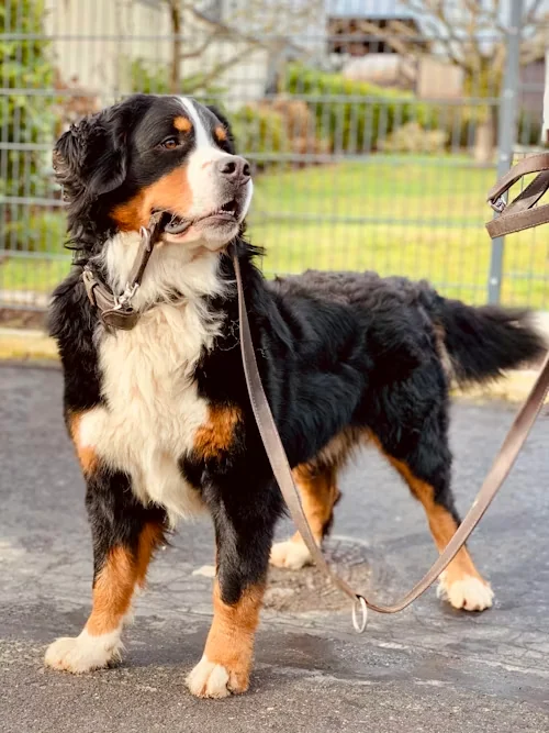 Door-to-Door Pet Transport in Canada
