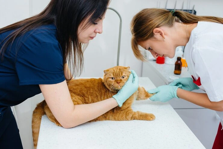 Executive Family Pet Relocation Services From Canada to Greece