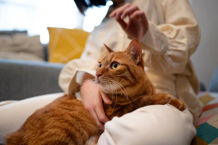 Executive Family Pet Relocation Services From Canada to Scotland