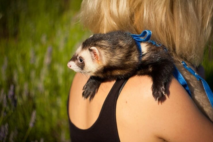 Exotic Pet Relocation Services from Canada to Ireland