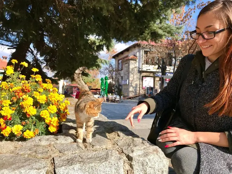 Exotic Pet Relocation Services from Canada to Switzerland