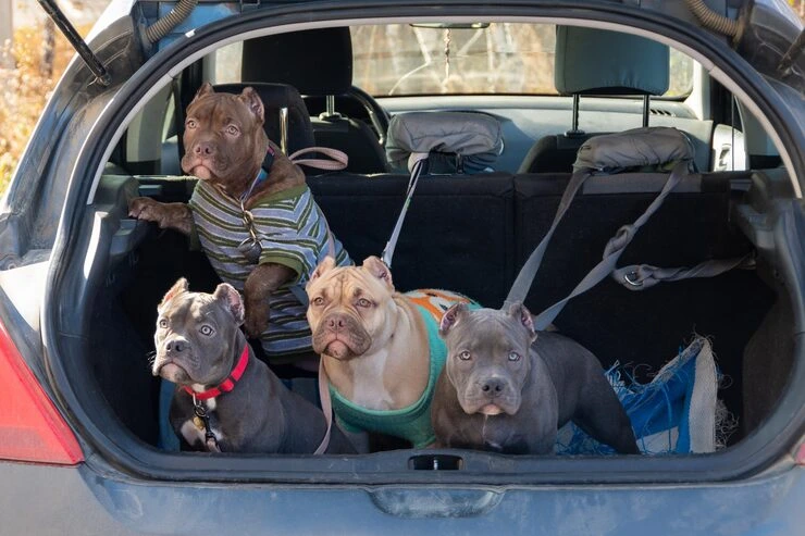 Multi-Pet Estate Transfers