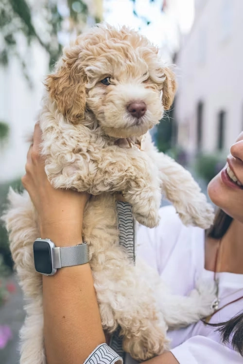 Multi-Pet & High-Volume Corporate Transfers​