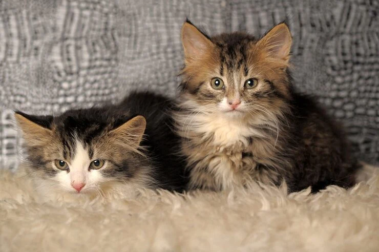 On-Ground Transport in Canada and Hungary