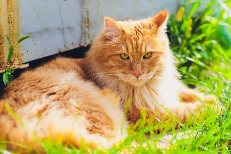 Personalised Cat Handling and Care