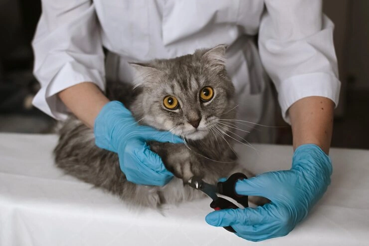 Personalised Relocation Consultation and Support