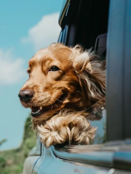 Pet Arrival Support in the Netherlands