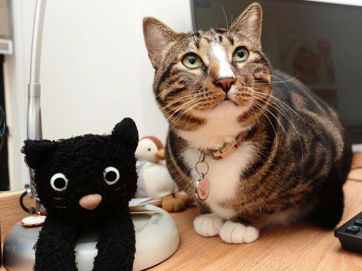 Post-Arrival Care and Support