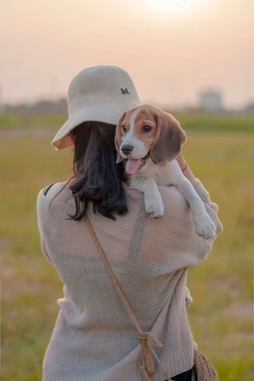 Pre-Departure Veterinary Compliance and EU Health Certification