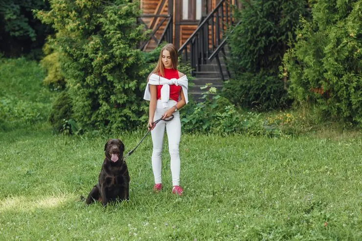 Pre-Flight Pet Travel Assessment and Route Planning