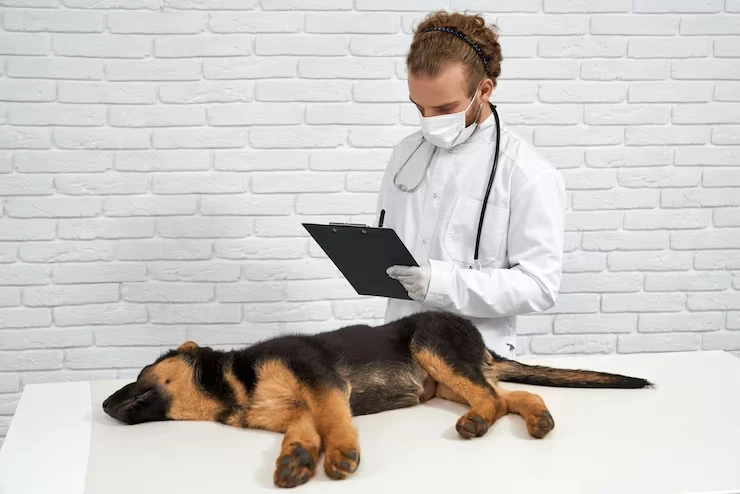 Pre-Relocation Veterinary Compliance and Health Documentation