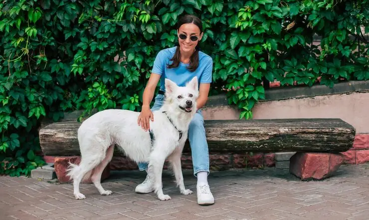 Private Jet Cabin Pet Configuration and Safety Controls