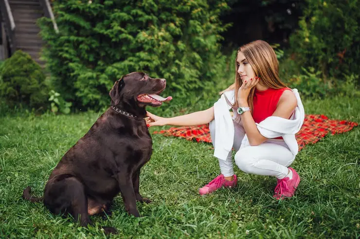 Private Jet Pet Relocation Services From Canada to Romania