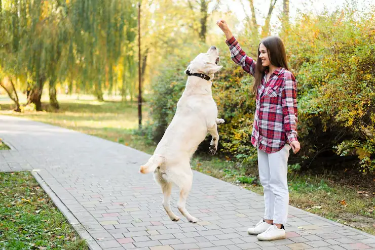 Private Jet Pet Relocation Services From Canada to Romania