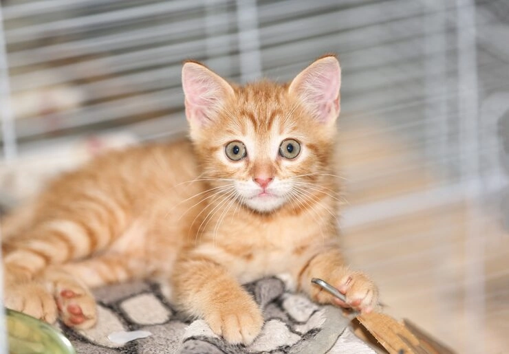 Quarantine and Arrival Procedures