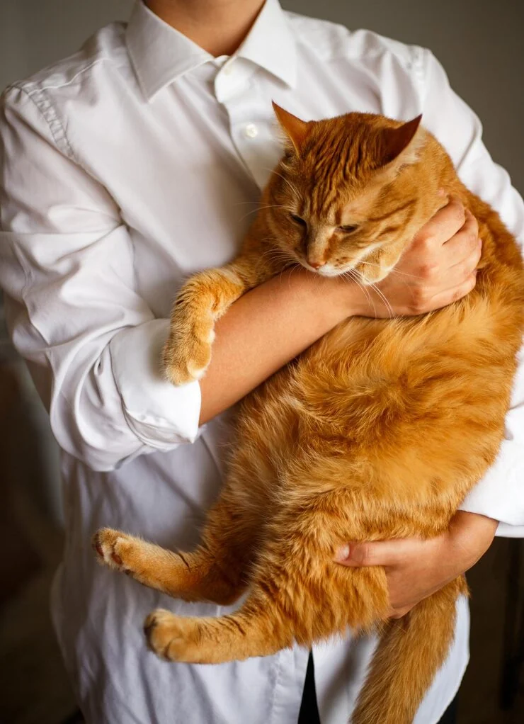 Veterinary Compliance and Export Documentation Management​