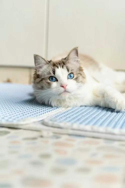 Veterinary Coordination Across Canada