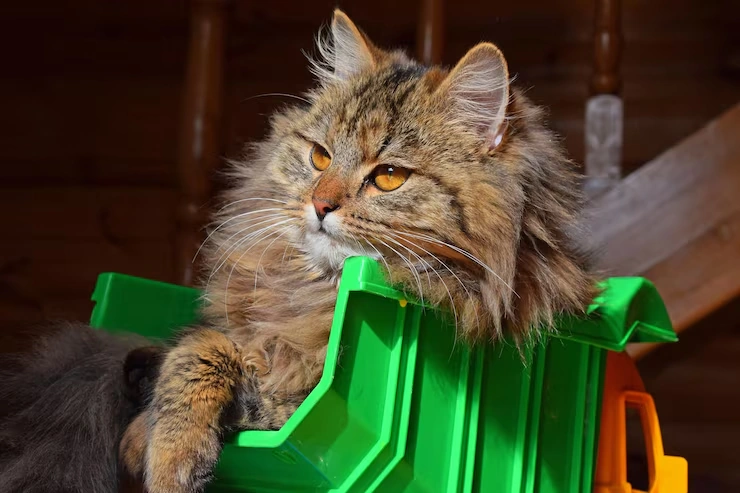 Veterinary Coordination and Timing Control