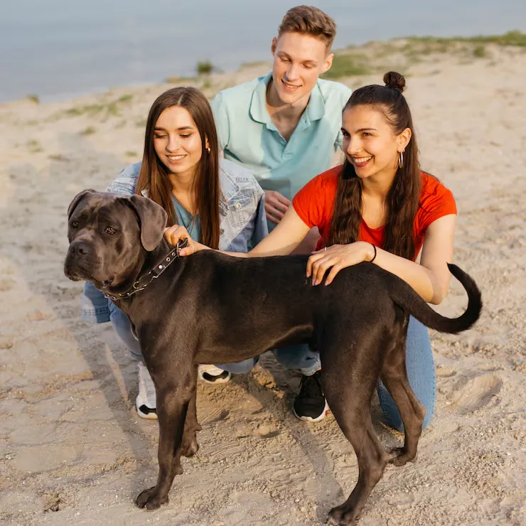 our team for petss foru